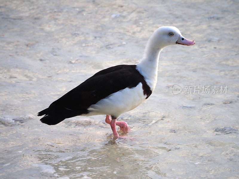 radjah shelduck (radjah radjah)在海滩上散步